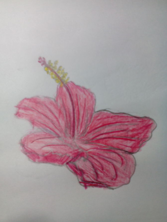 670x893 Easy Ways To Draw A Cartoon Hibiscus Flower - Hibiscus Flower Drawing Step By Step