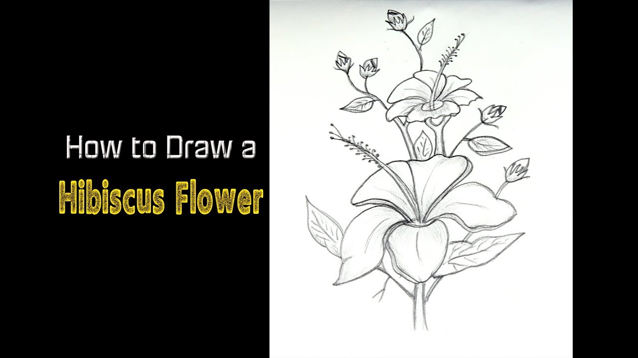 Hibiscus Flower Drawing Step By Step at PaintingValley.com | Explore ...