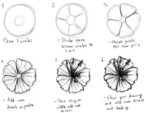 Hibiscus Flower Drawing Step By Step at