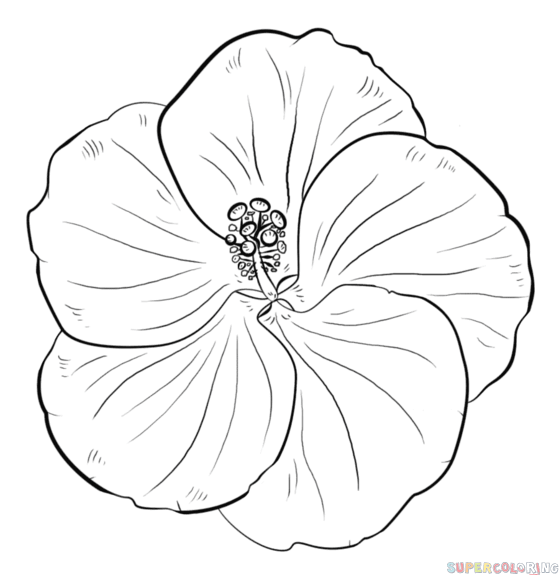559x575 How To Draw A Hibiscus Flower Step - Hibiscus Flower Drawing Step By Step