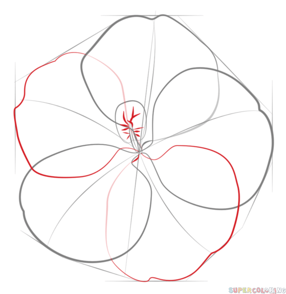 559x575 How To Draw A Hibiscus Flower Step - Hibiscus Flower Drawing Step By Step