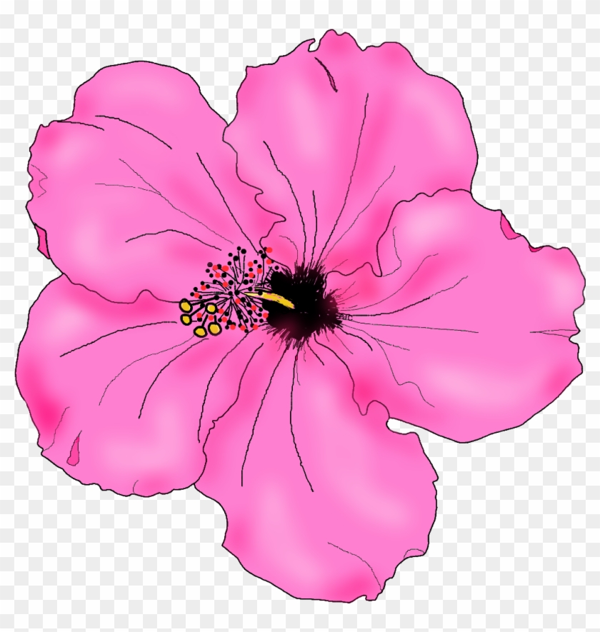 840x885 Flowers For Simple Hibiscus Flower Drawing - Hibiscus Flower Drawing Step By Step