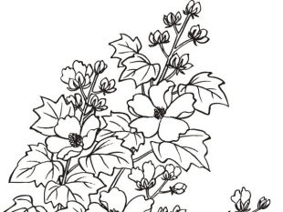 310x233 Hibiscus Flower Drawing Free Vector Free Vectors Ui Download - Hibiscus Flower Line Drawing