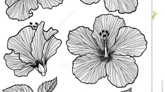 570x320 Hibiscus Flower Drawing Tattoo - Hibiscus Flower Line Drawing