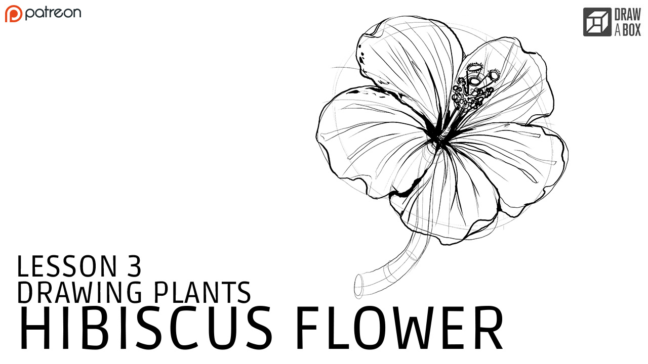 1280x720 Hibiscus Flower Drawing Video - Hibiscus Flower Line Drawing