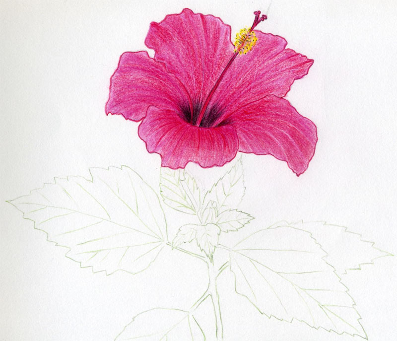 800x687 Hibiscus Flowers Drawing Tutorial - Hibiscus Flower Line Drawing
