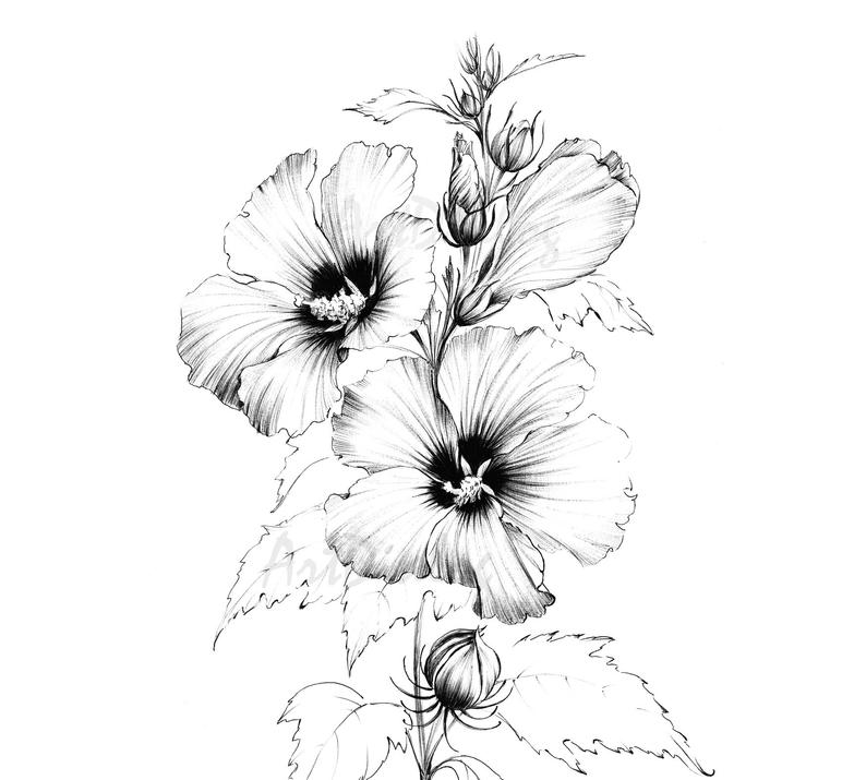794x715 Hibiscus Sketch Line Drawing Art Large Botanical Prints Etsy - Hibiscus Flower Line Drawing