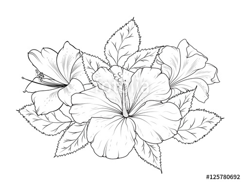 500x375 Hibiscus And Lily Flowers Bouquet Garland Composition Isolated - Hibiscus Flower Line Drawing
