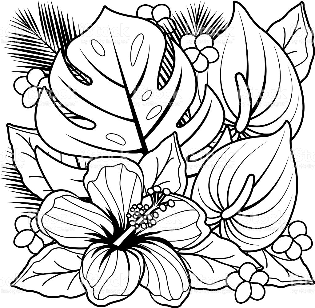 1024x1001 Hibiscus Flower Line Art Clipart Collection - Hibiscus Flower Line Drawing
