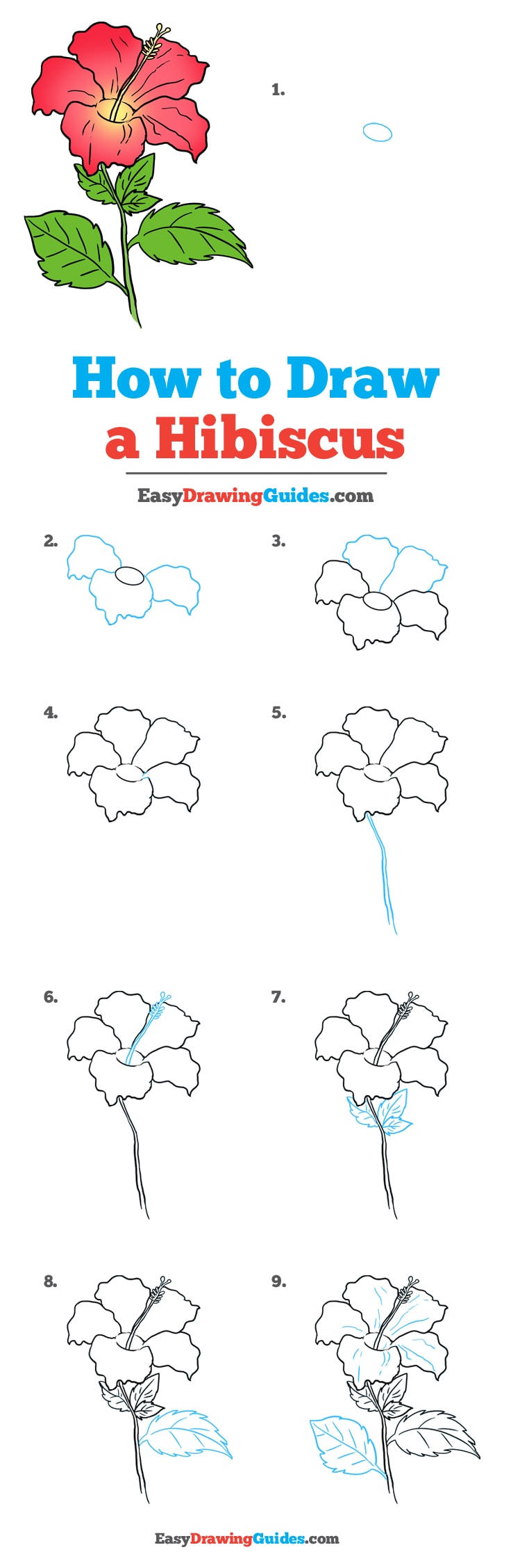 736x2255 How To Draw A Hibiscus Flower Step - Hibiscus Flower Line Drawing