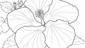 280x158 How To Draw A Realistic Hibiscus Flower Step - Hibiscus Flower Line Drawing