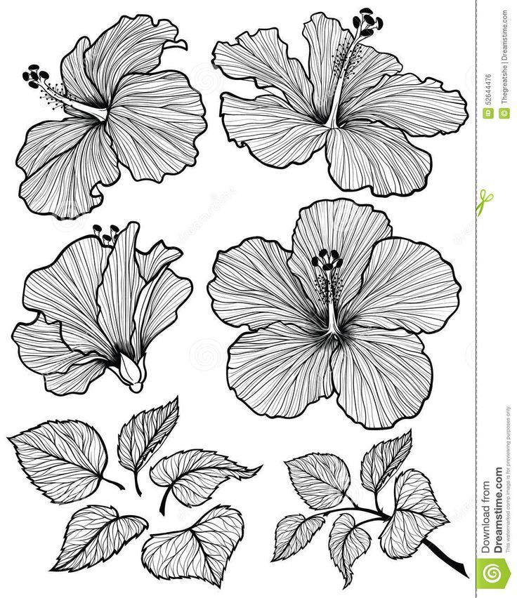 736x852 Hibiscus Drawing Bush For Free Download - Hibiscus Flower Line Drawing