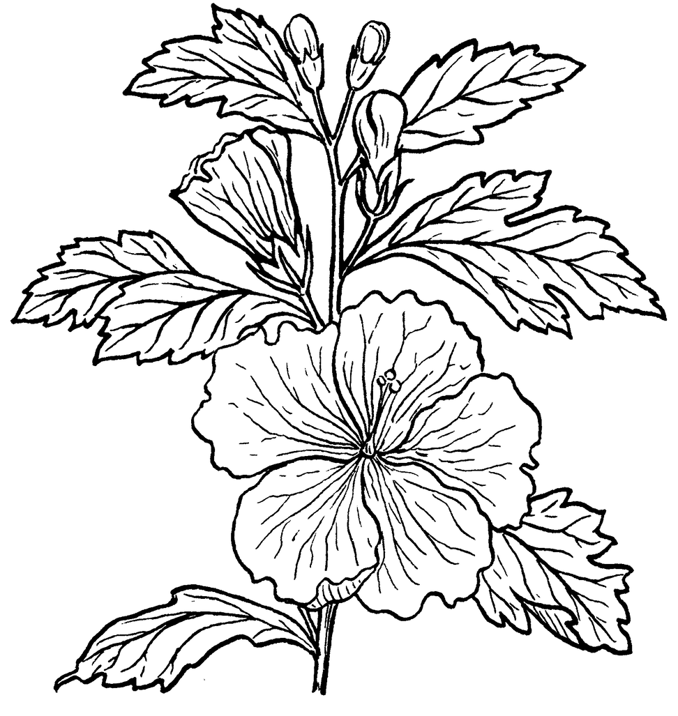 972x1027 Line Drawing Hibiscus Flowers Sketch Coloring - Hibiscus Flower Line Drawing