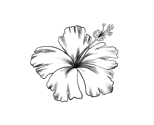 500x406 Line Drawing Of Hibiscus Flowers - Hibiscus Flower Line Drawing