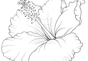 300x210 Sketch Of Hibiscus Flower With Label How To Draw Flowers - Hibiscus Flower Line Drawing