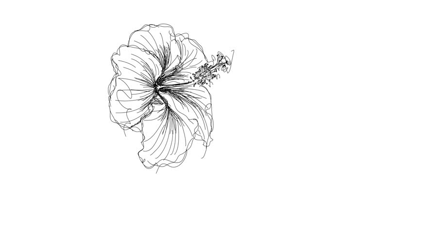 910x480 Tropical Flower Line Drawing Stock Video Footage - Hibiscus Flower Line Drawing