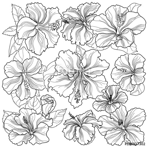 500x500 vector square sprite texture ornament hibiscus flowers black - Hibiscus Flower Line Drawing