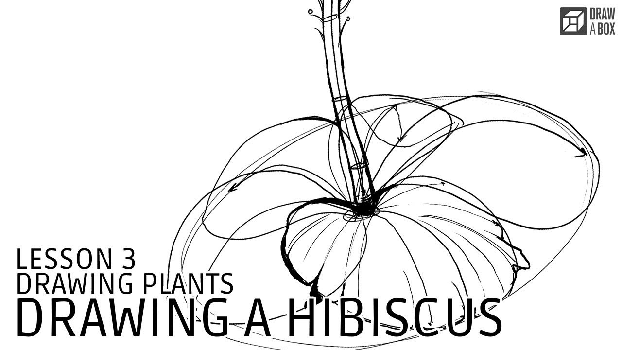 1280x720 Drawabox Lesson Drawing Plants Drawing A Hibiscus Flower - Hibiscus Flower Line Drawing