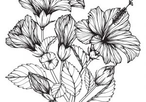 300x210 drawing of hibiscus flower how to draw a china rose hibiscus - Hibiscus Flower Line Drawing
