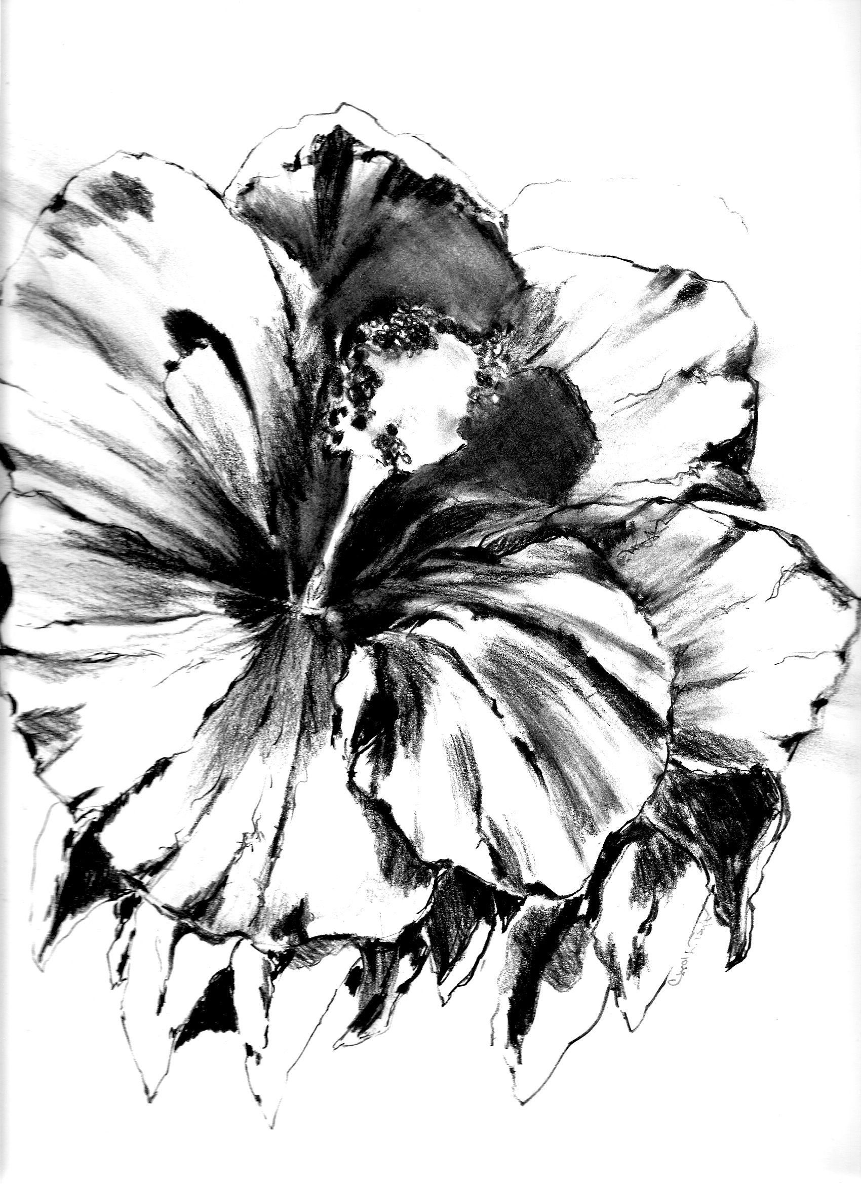 Hibiscus Flower Pencil Drawing at Explore