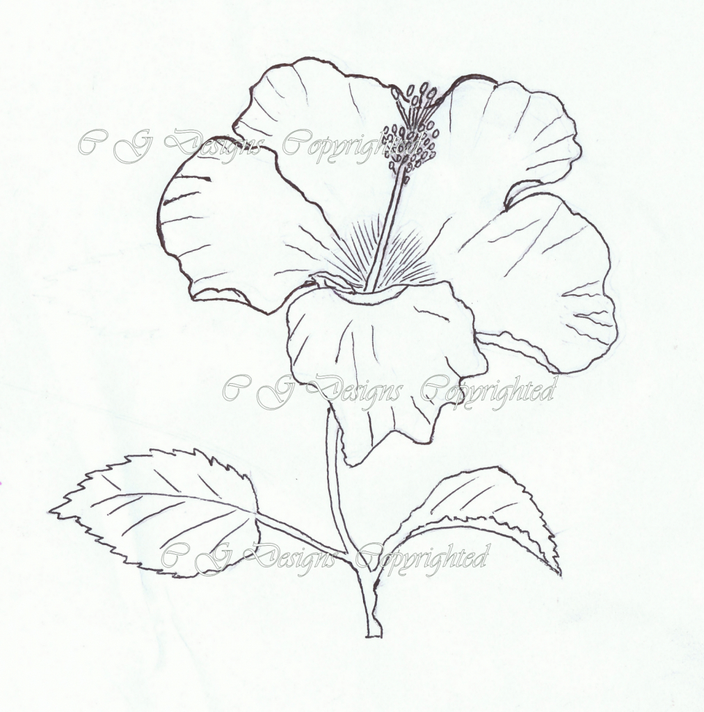 1012x1024 hibiscus flower pencil drawing and hibiscus flower pencil drawing - Hibiscus Flower Pencil Drawing