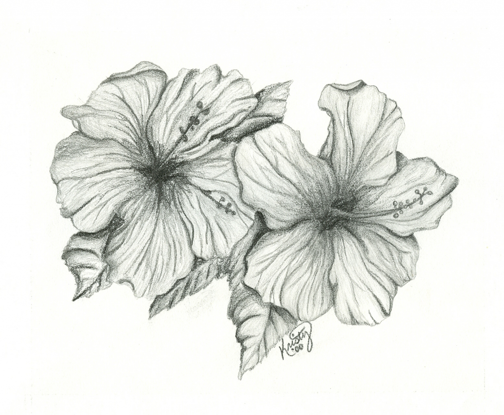 Hibiscus Flower Pencil Drawing At Explore Collection Of Hibiscus Flower 2200