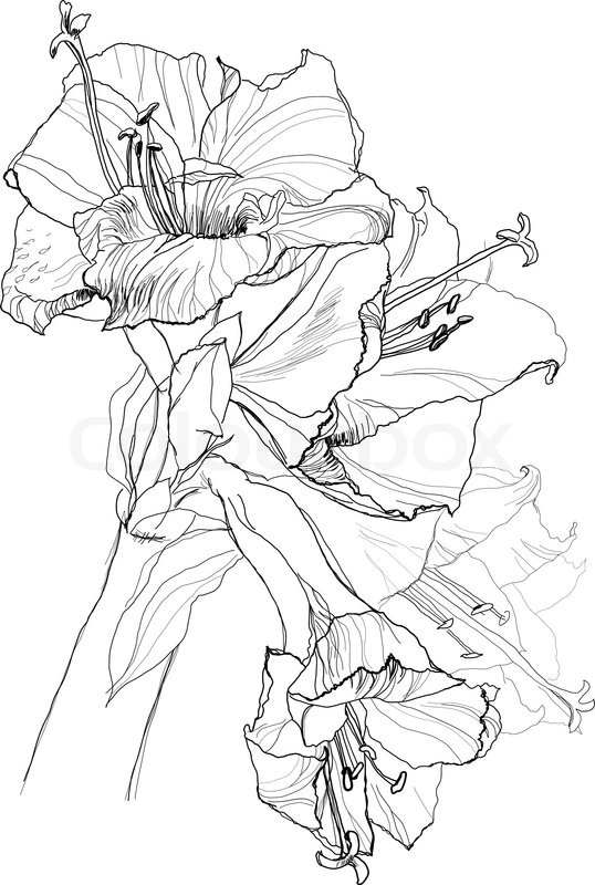 538x800 Hibiscus Flower Pencil Drawing On Stock Vector Colourbox - Hibiscus Flower Pencil Drawing