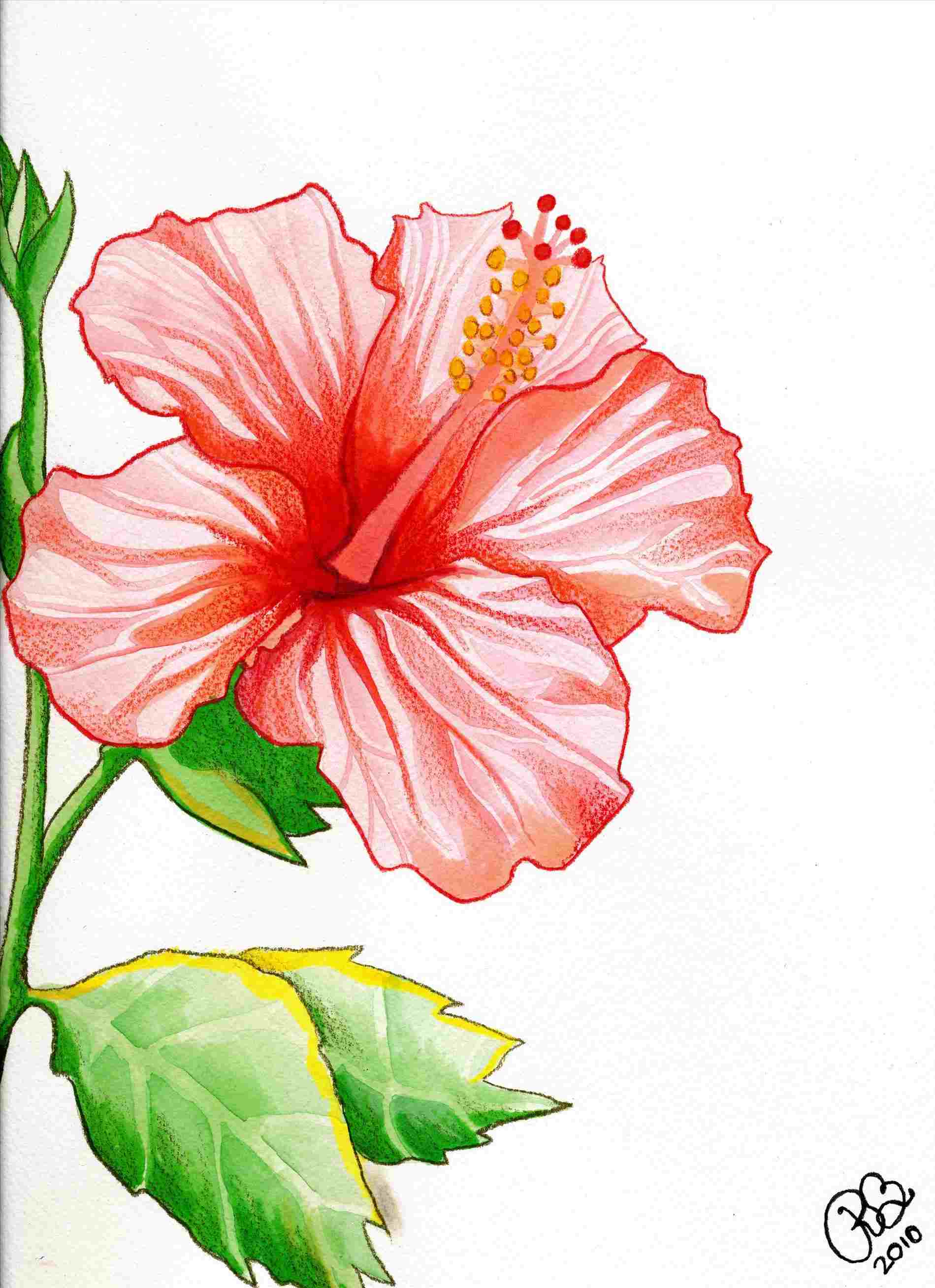 Hibiscus Flower Pencil Drawing At PaintingValley Explore 