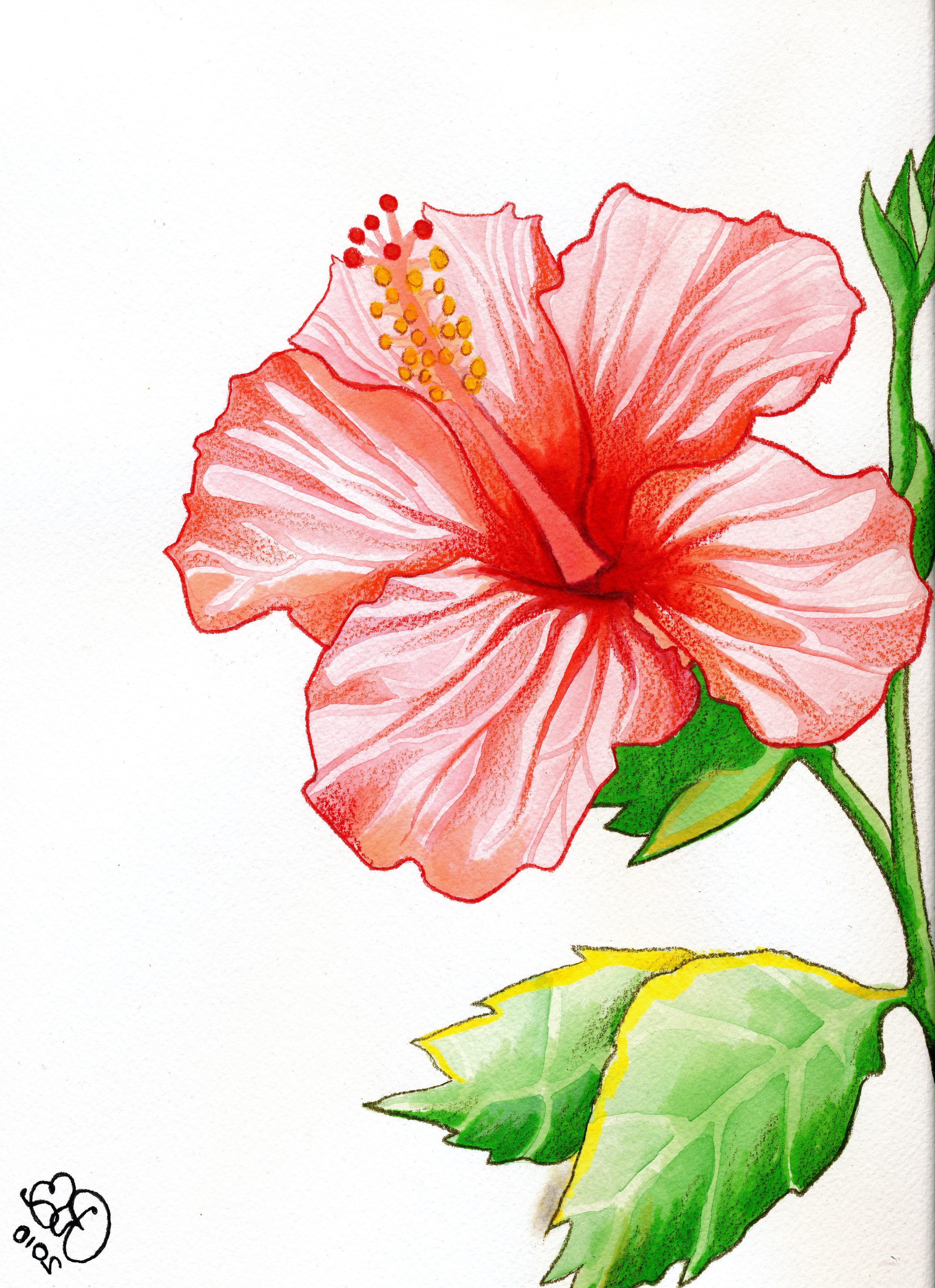 Pink Hibiscus Flower Drawing