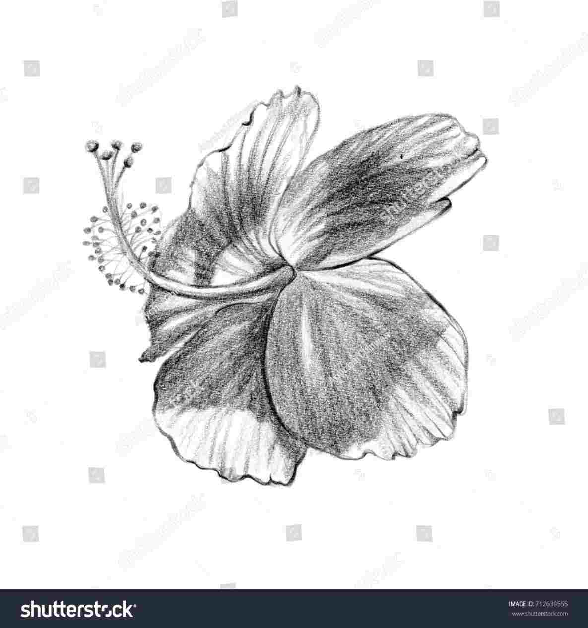 1185x1264 pencil hibiscus flower pencil drawing drawing hibiscus flower - Hibiscus Flower Pencil Drawing