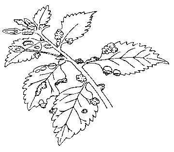 360x314 Hibiscus Hideaway Information Page - Hibiscus Line Drawing