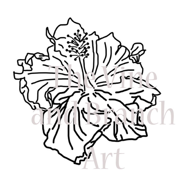720x720 Hibiscus Line Drawing For Maker Machines Etsy - Hibiscus Line Drawing