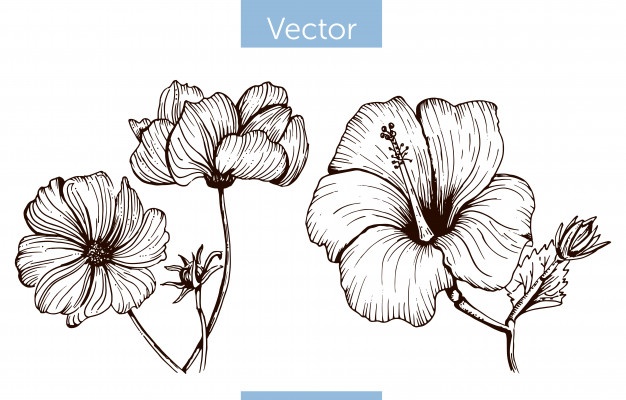 626x400 Hibiscus Vectors, Photos And Free Download - Hibiscus Line Drawing