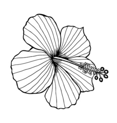 Hibiscus Line Drawing at PaintingValley.com | Explore collection of ...