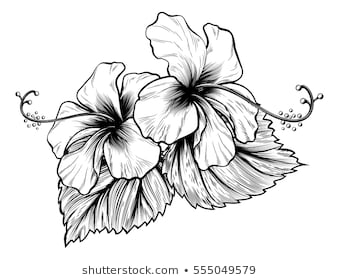 339x280 Huge Collection Of 'hibiscus Flower Line Drawing' Download More - Hibiscus Line Drawing