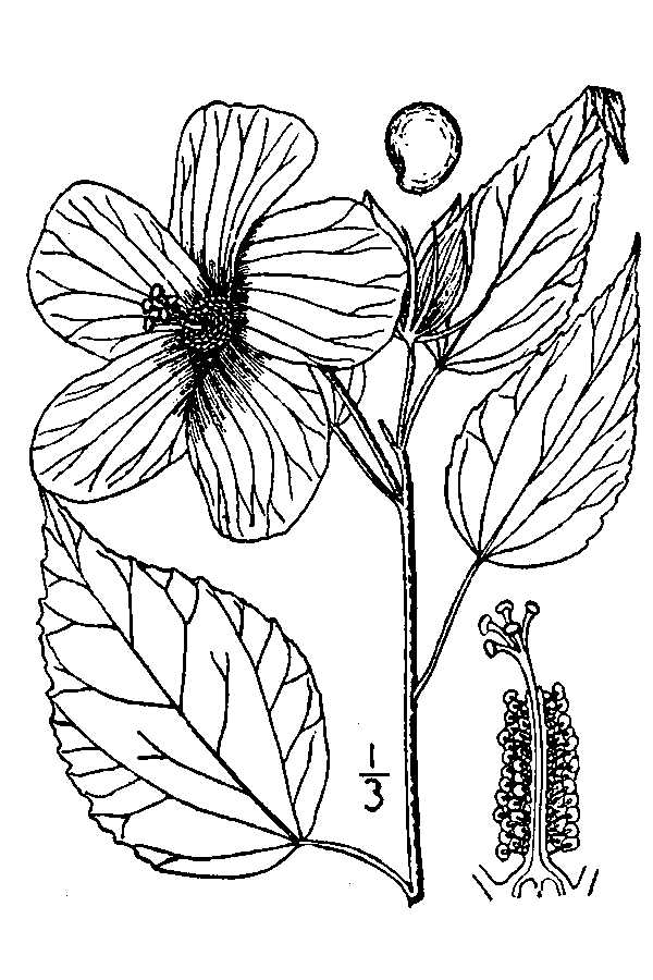 600x900 Large Image For Hibiscus Moscheutos - Hibiscus Line Drawing