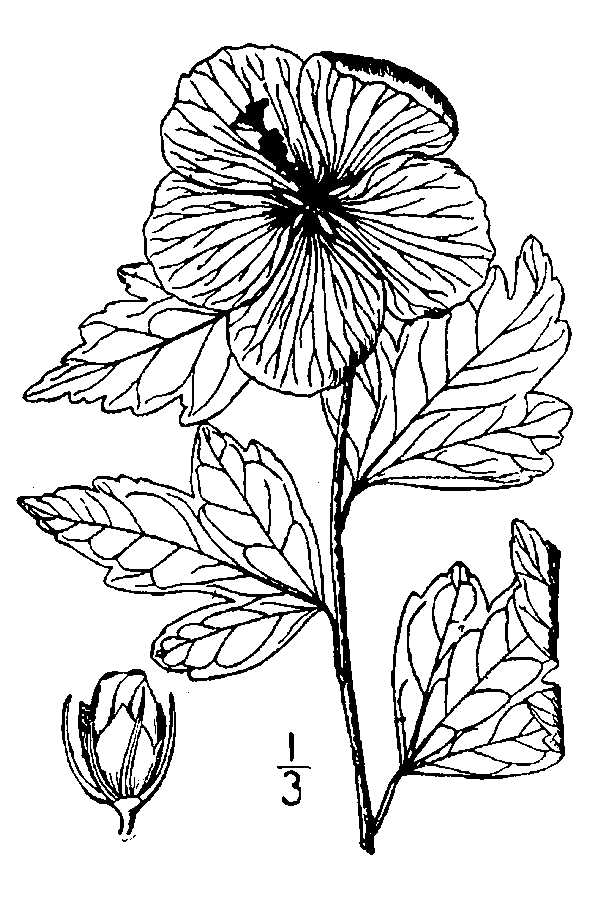 600x900 Large Image For Hibiscus Syriacus - Hibiscus Line Drawing