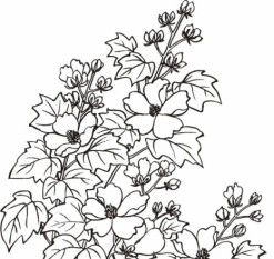 247x233 Vector Line Drawing Hibiscus Free Vectors Ui Download - Hibiscus Line Drawing