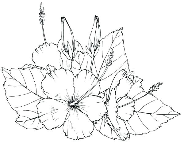 600x468 Printable Hibiscus Coloring Pages Dpalaw - Hibiscus Line Drawing