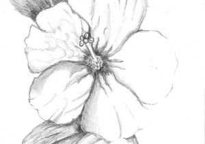 300x210 Hibiscus Flower Pencil Drawing - Hibiscus Pencil Drawing