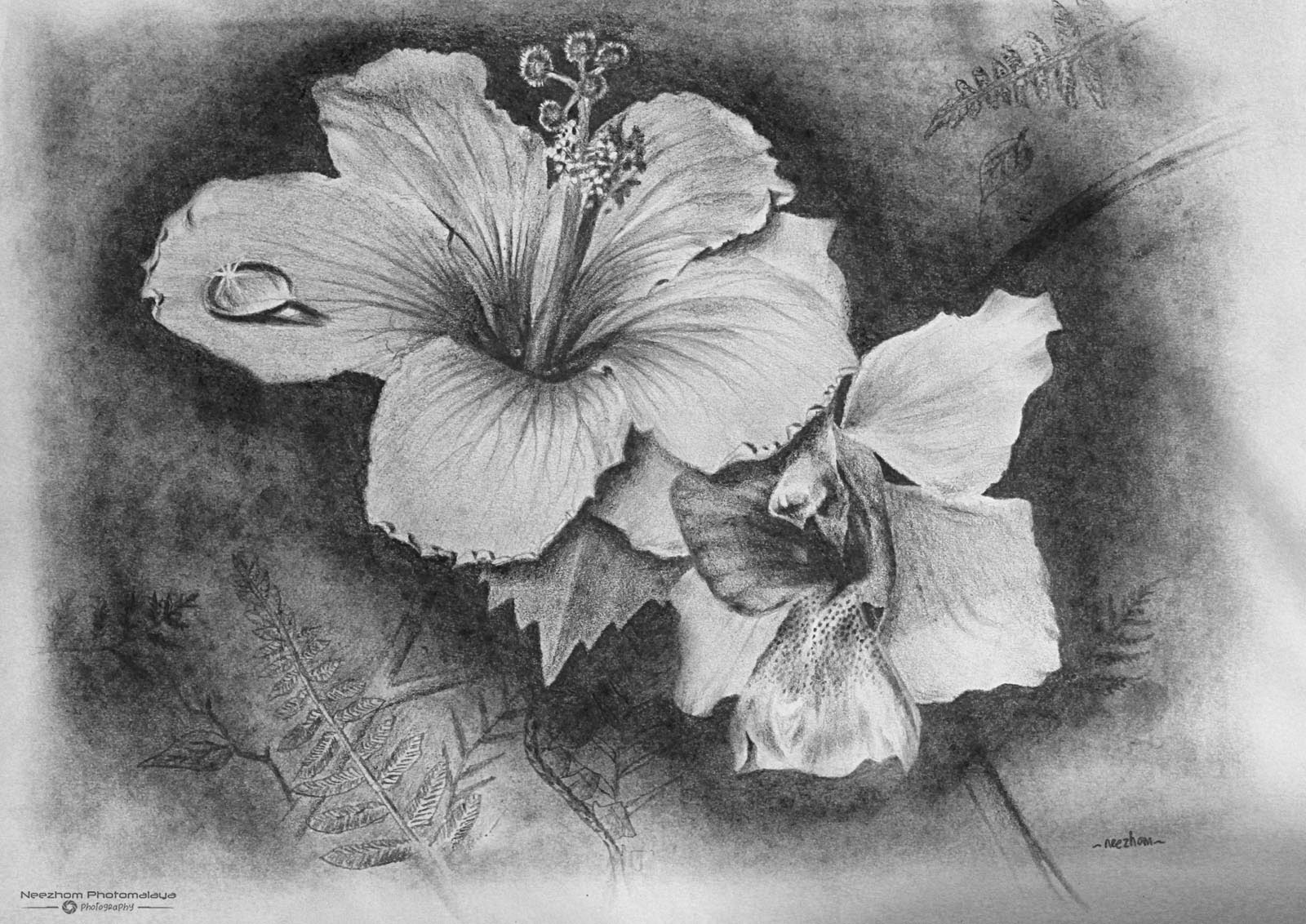 Hibiscus Rosa And Vanda Miss Joaquim Pencil Drawing Neezhom - Hibiscus Penc...