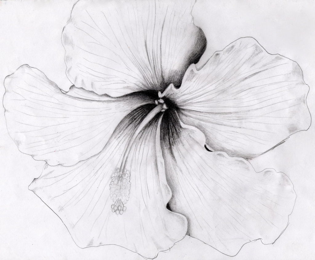 Hibiscus Pencil Drawing at Explore collection of