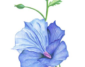 340x270 Hibiscus Pencil Drawing Etsy - Hibiscus Pencil Drawing