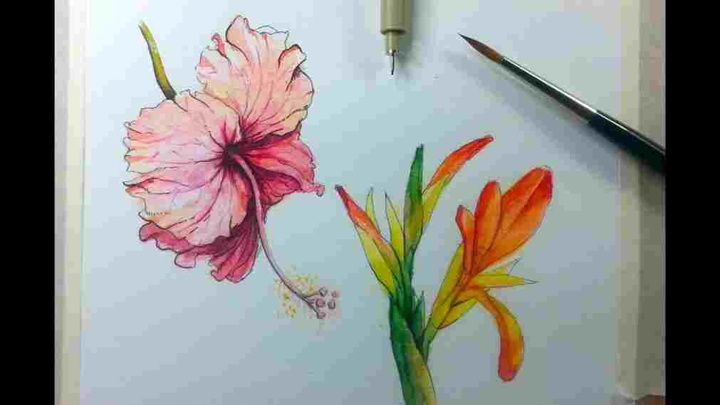 1011x569 Pencil Drawing Beautiful Hibiscus - Hibiscus Pencil Drawing