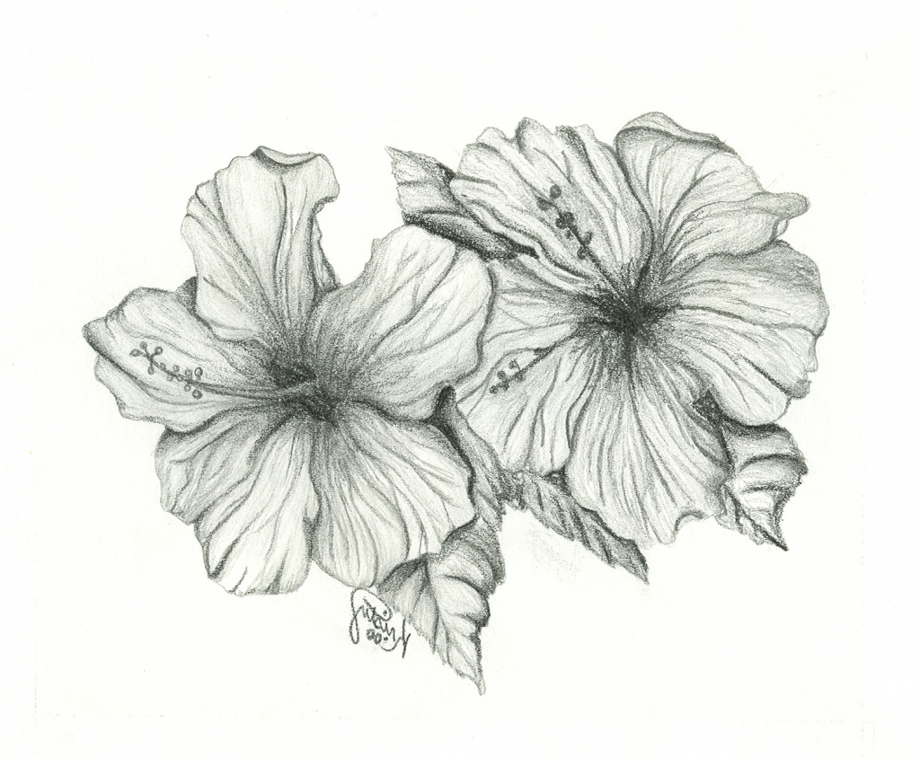 Hibiscus Pencil Drawing at PaintingValley.com | Explore collection of ...