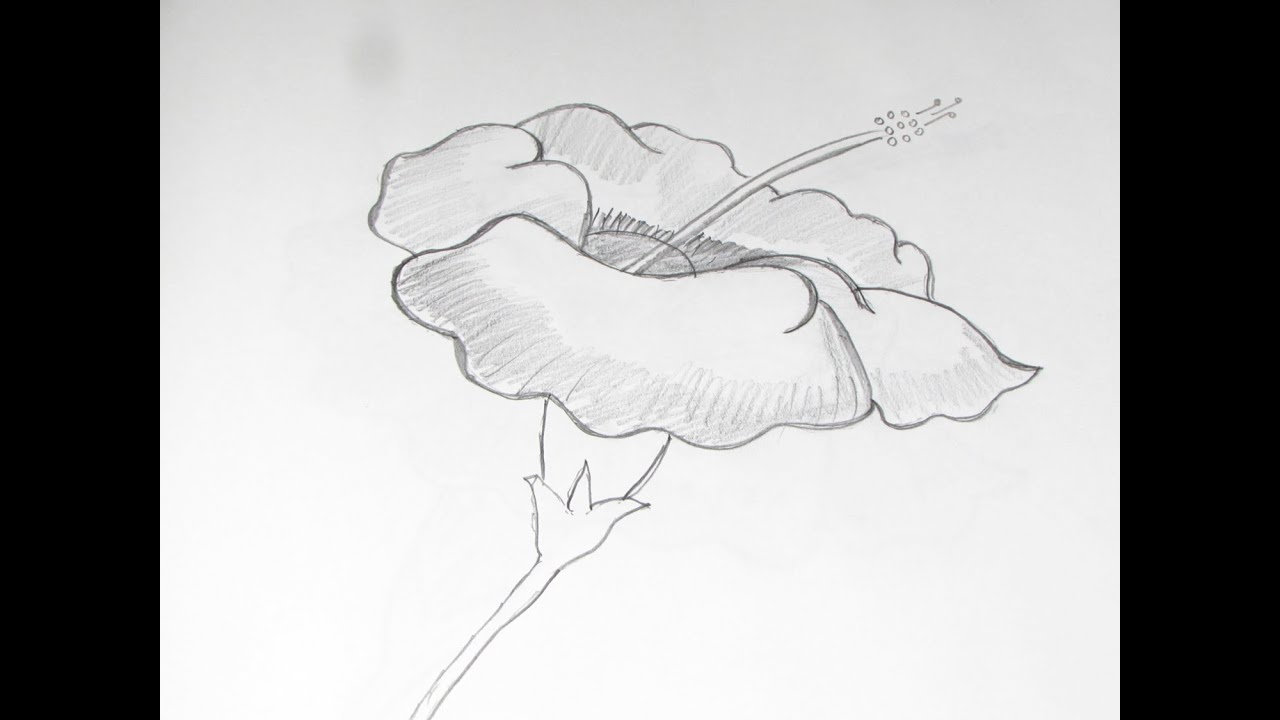 1280x720 Pencil Drawings Of Flowers And How To Draw And Sketch Hibiscus - Hibiscus Pencil Drawing