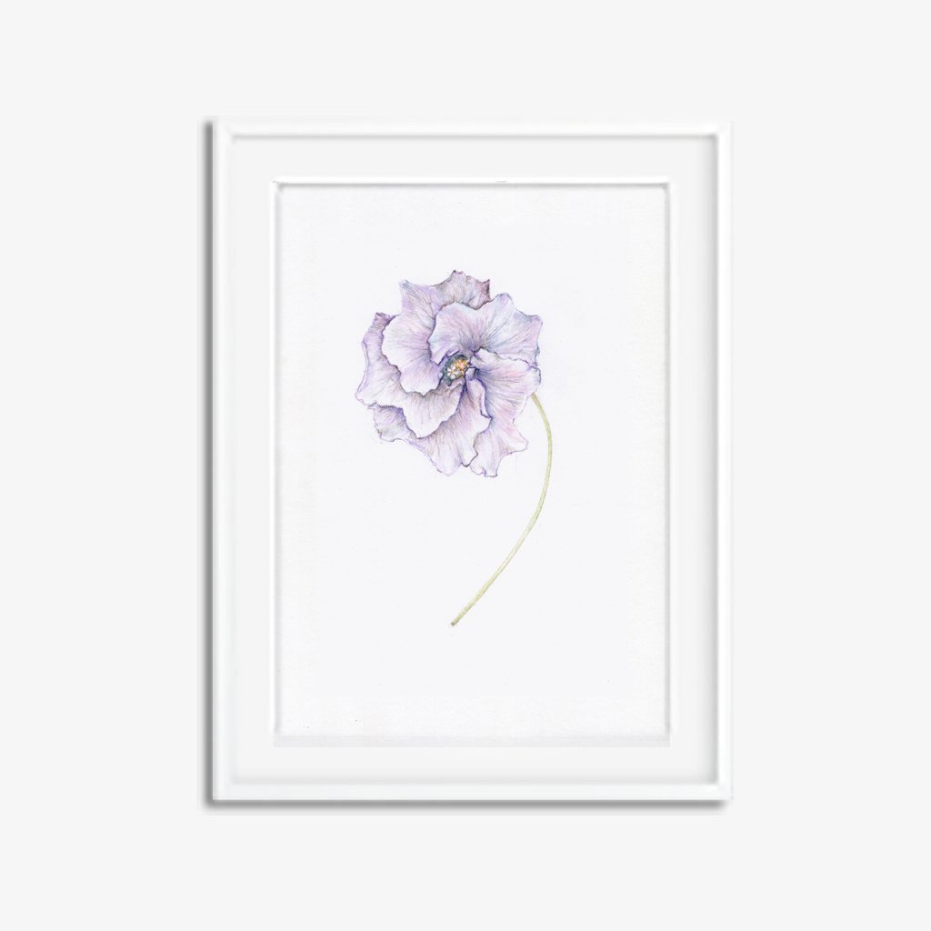 1024x1024 Australian Native Hibiscus Original Botanical Drawing Carmen - Hibiscus Pencil Drawing