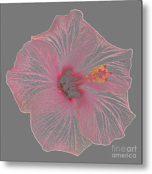 493x564 Pink Hibiscus As Coloured Pencil Drawing Metal Print - Hibiscus Pencil Drawing