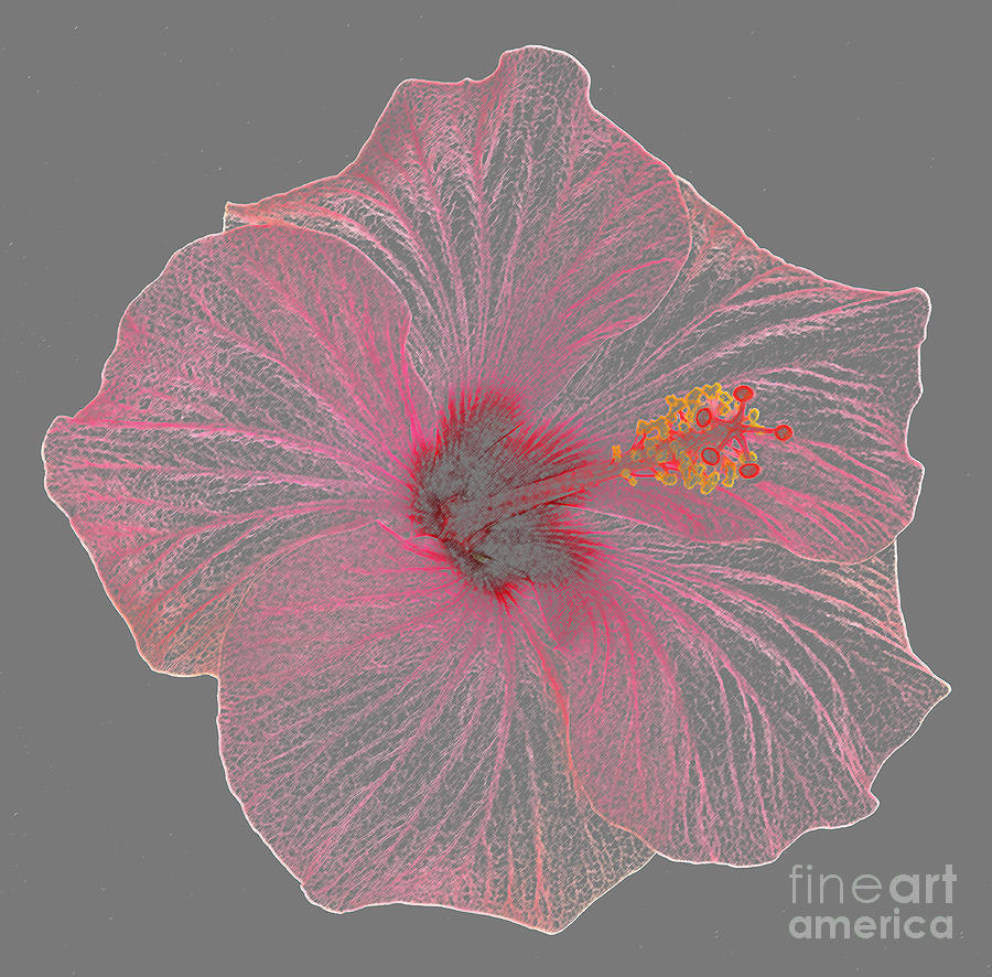 900x886 Pink Hibiscus As Coloured Pencil Drawing Photograph - Hibiscus Pencil Drawing