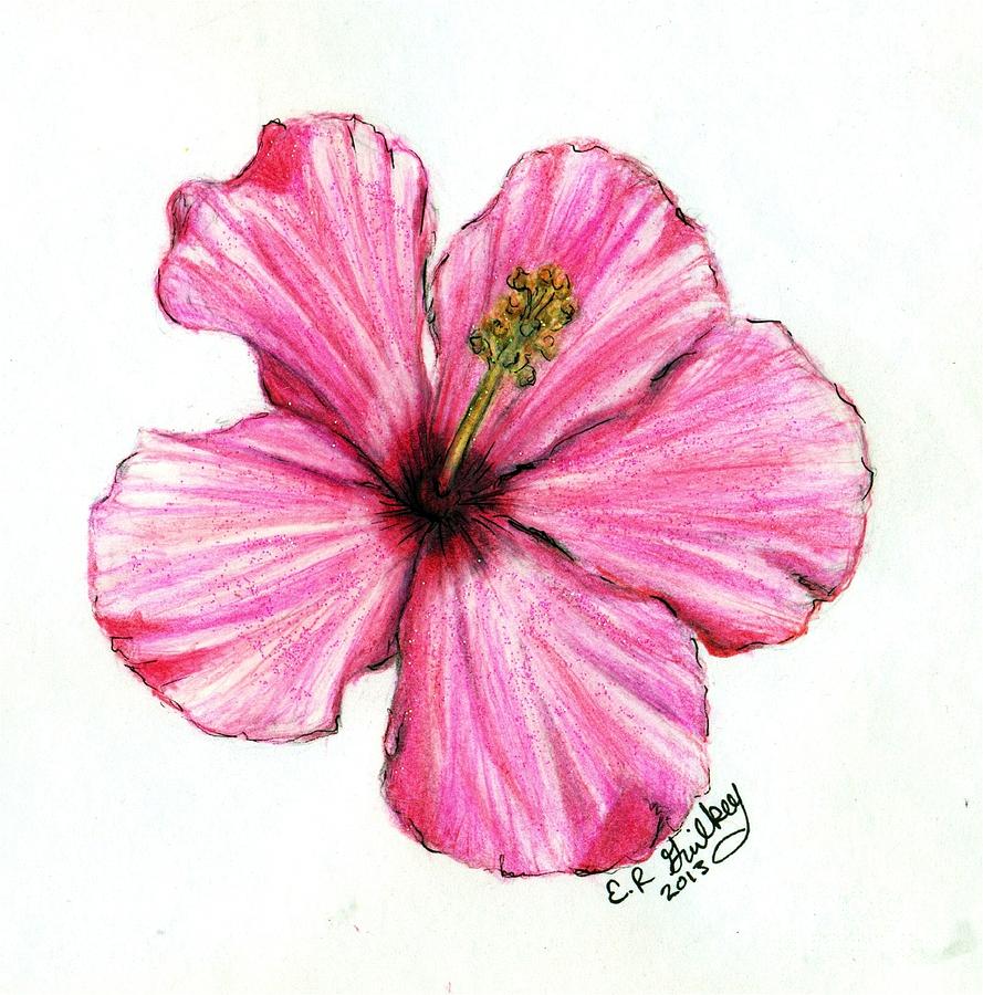 889x900 Hibiscus Flower - Hibiscus Pencil Drawing